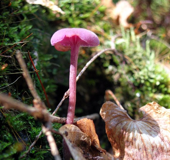 Owocnik lakówki ametystowej (Laccaria amethystina)