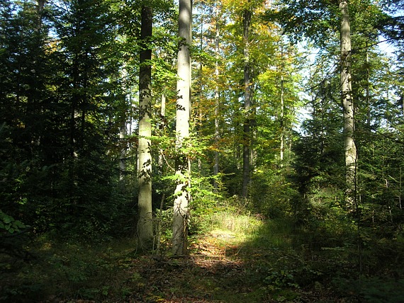Fragment powierzchni badawczej w lesie bukowo-jodłowym (Nadleśnictwo Suchedniów)