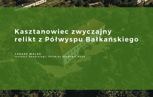 KASZTANOWIEC ZWYCZAJNY - RELIKT Z PÓŁWYSPU BAŁKAŃSKIEGO 