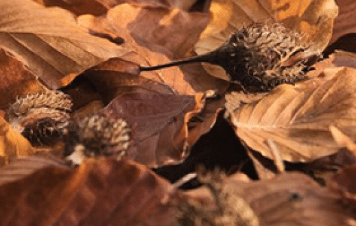 Climatic dilemmas of the beech tree