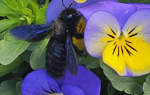 Stranger from the garden - the return of the violet carpenter bee