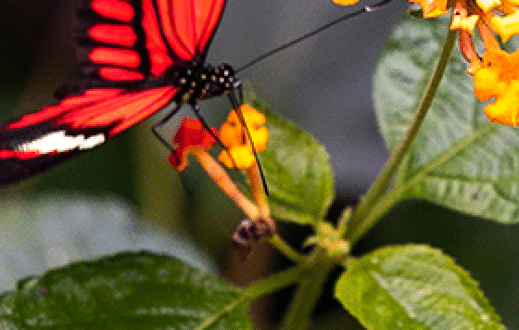 GBIF – nature online