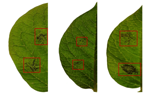 Plant epigenetics – the green art of survival