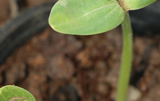 Oxidative window – the boundary between life and death