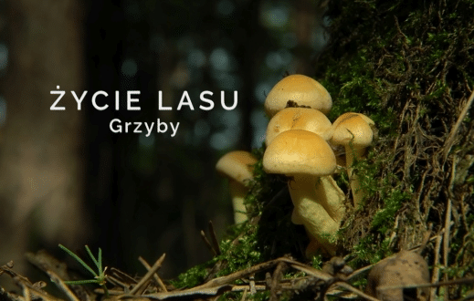Życie lasu: Grzyby