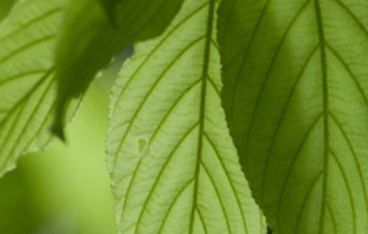 The Whisper of the Forest – Can Trees Communicate?