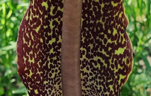 Zimoodporne cuda(ki)