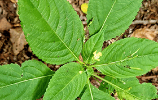 Sekrety nisz ekologicznych roślin