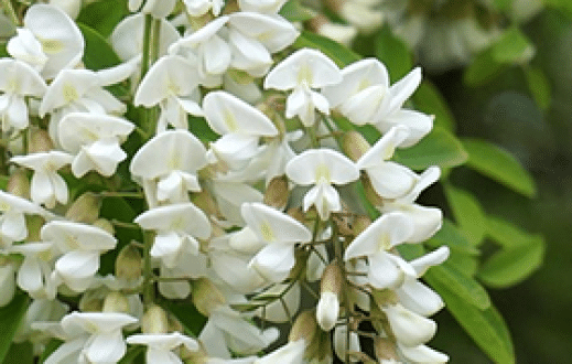 Nauka dla praktyki: Obce w rodzimych lasach
