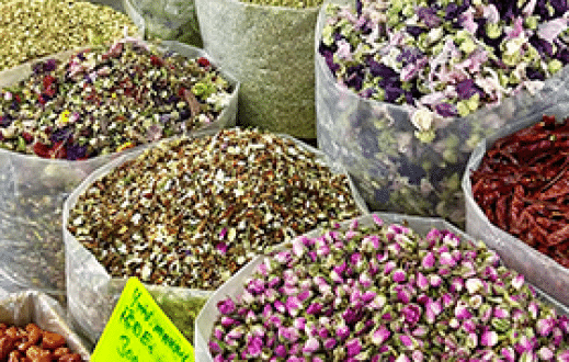 Opowieść o więzi ludzi i roślin