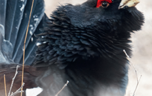 Perły odchodzą do lamusa