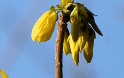 What Does Forsythia Hide?