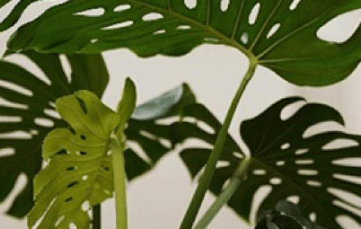 Plant Transformations