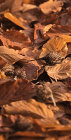 Climatic dilemmas of the beech tree