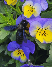 Stranger from the garden - the return of the violet carpenter bee