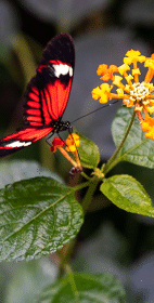 GBIF – nature online