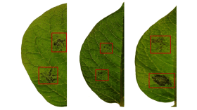 Plant epigenetics – the green art of survival