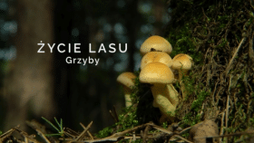 Życie lasu: Grzyby
