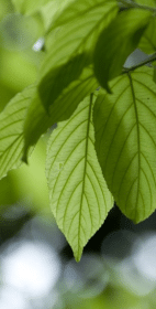 The Whisper of the Forest – Can Trees Communicate?