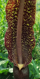 Zimoodporne cuda(ki)