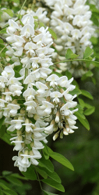 Nauka dla praktyki: Obce w rodzimych lasach