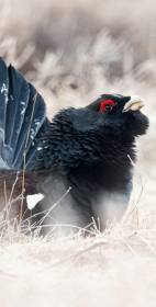 Perły odchodzą do lamusa