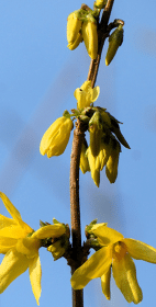 What Does Forsythia Hide?