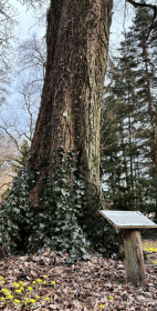 Dzwonkówka kwietniowa