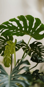 Plant Transformations