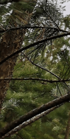 Secrets of Trees