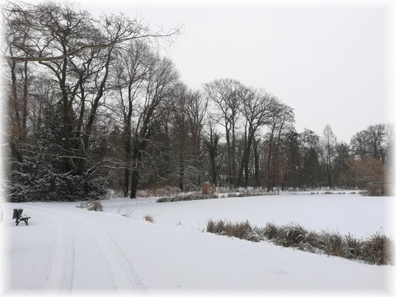 Drzewa i krzewy nad stawem okryte śniegiem.