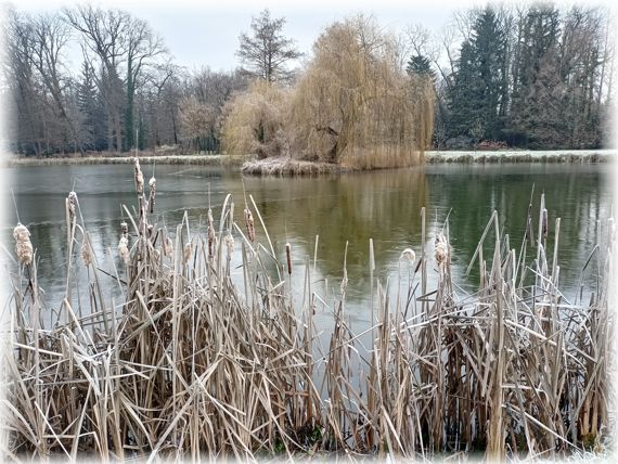 Park zimą. Na pierwszym planie suche trzciny. Za nimi fragment stawu, na stawie wyspa z wierzbą płaczącą. W tle ciemne sylwetki drzew bez liści.