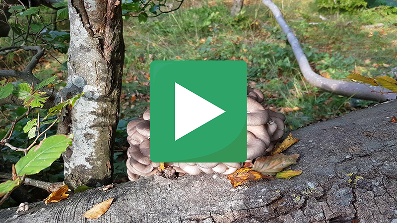 boczniak ostrygowaty