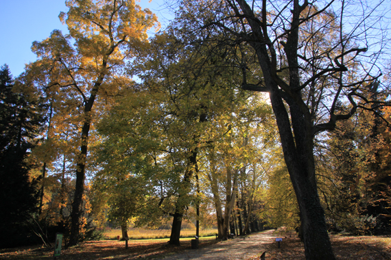 Aleja główna jesienią