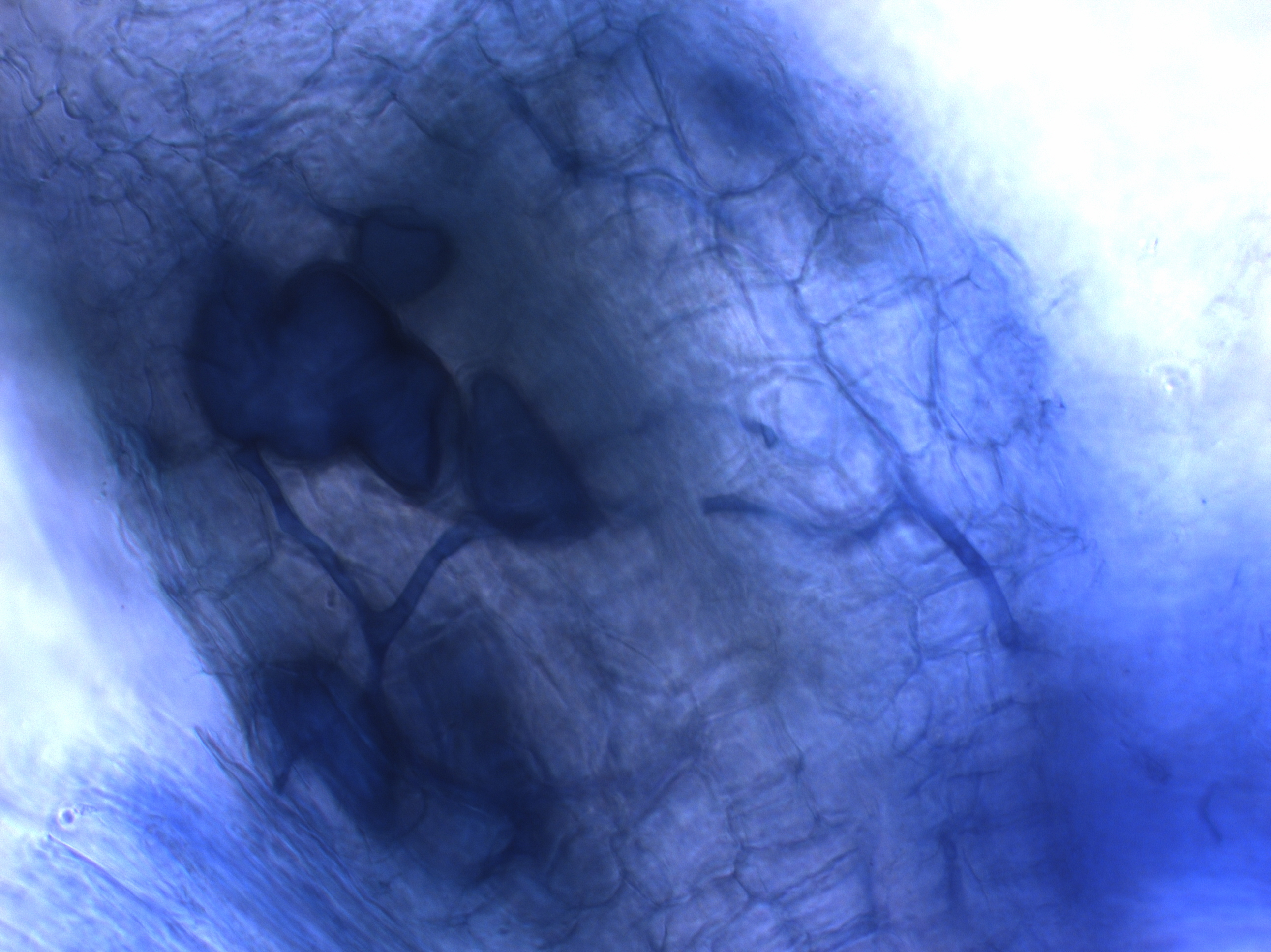 Fig 3