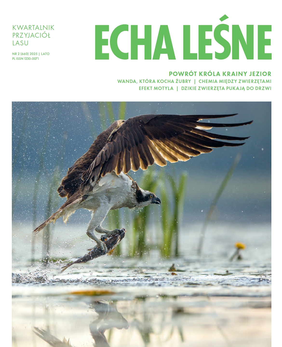 echa leśne1