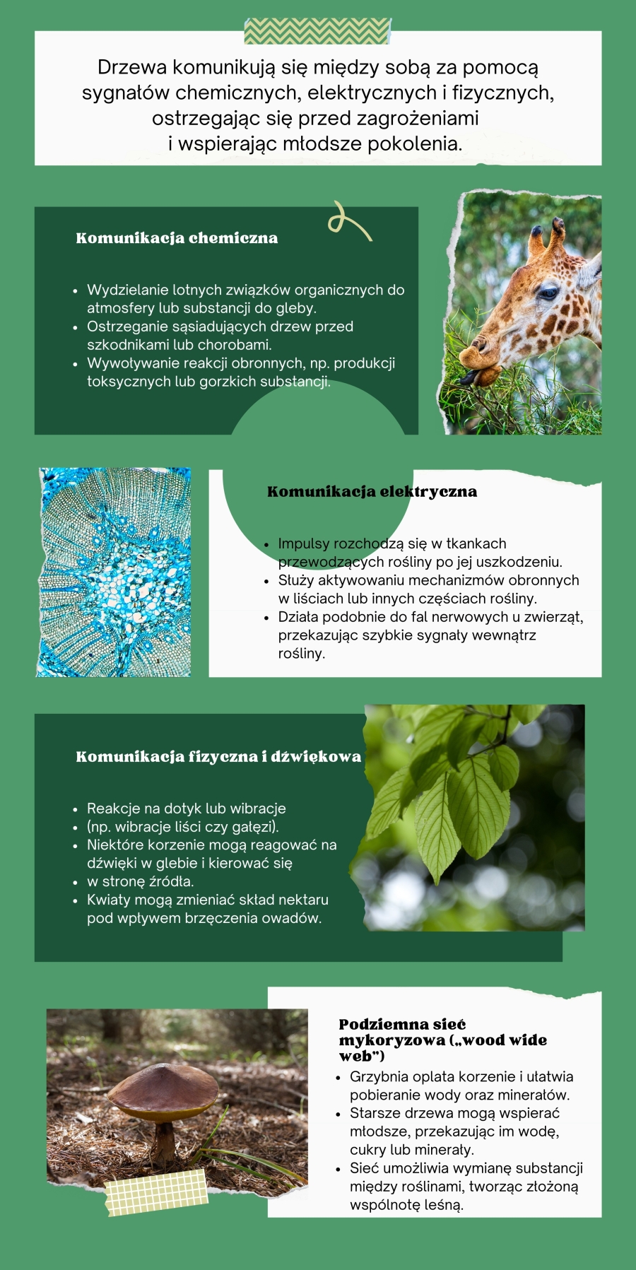 infografika kórniczanin2