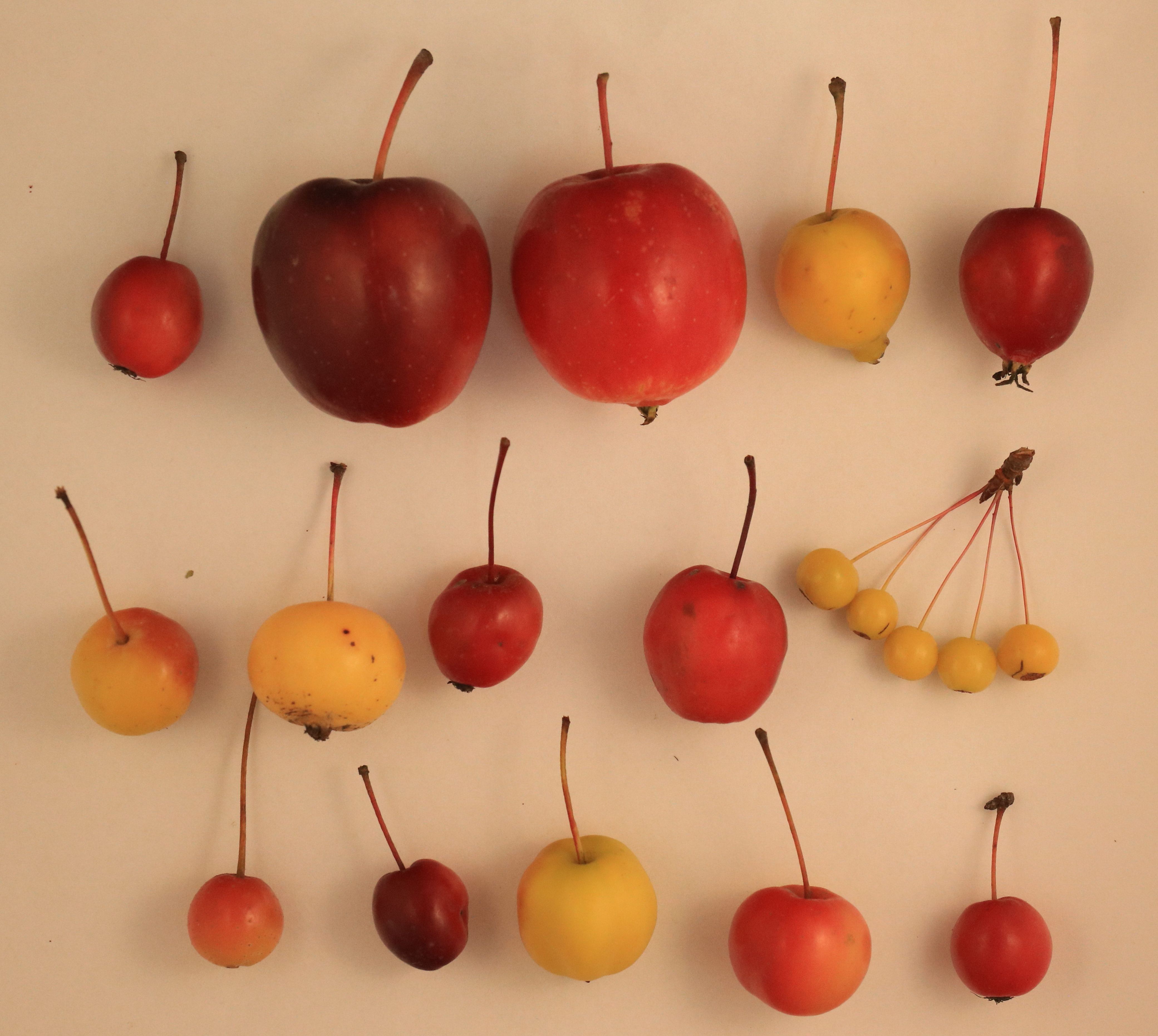 foto korniczanin MKW