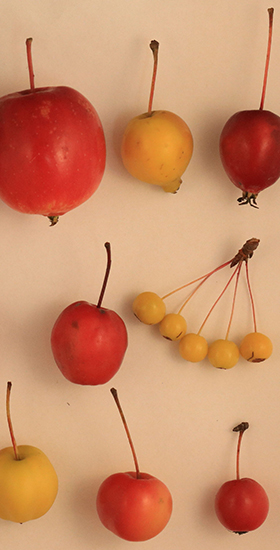 foto korniczanin MKW 1