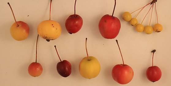 foto korniczanin MKW 2