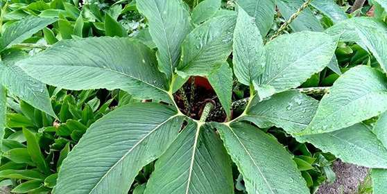 foto korniczanin 20 2025 2