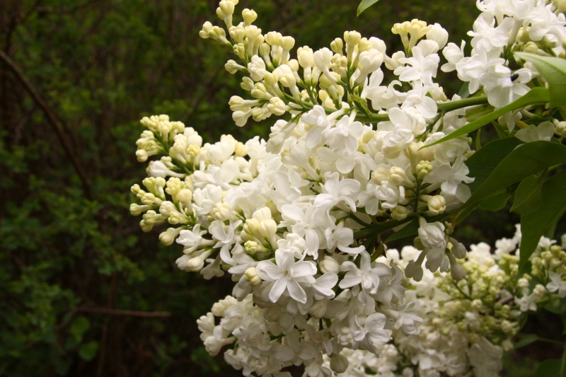 Lilak pospolity ‘Marie Legraye’ Kinga Nowak