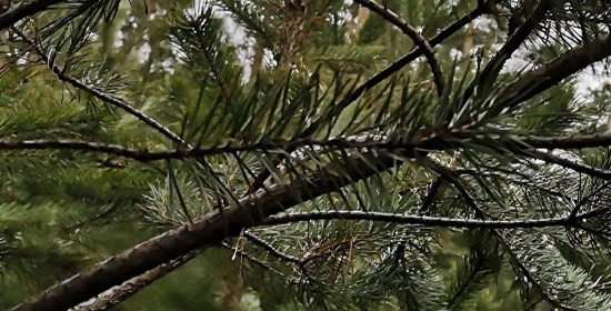 Sekrety drzew