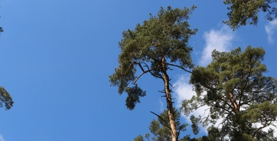Kórniczanin 17