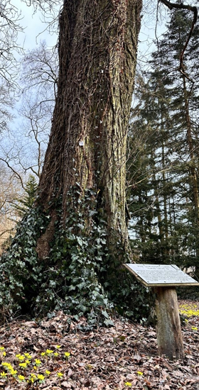 Dzwonkówka kwietniowa