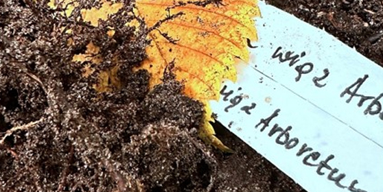 Dzwonkówka kwietniowa