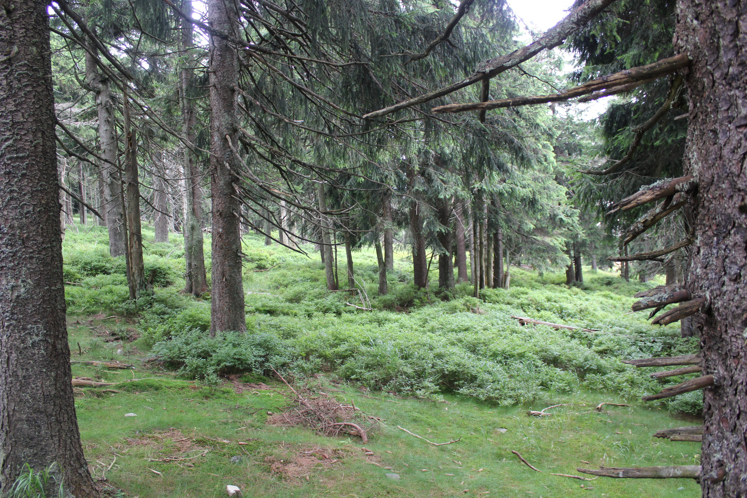 IMG 2228 (1)