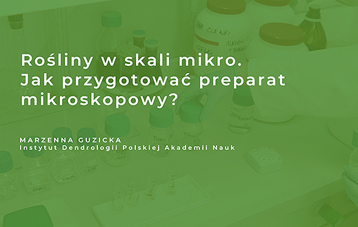 knb2 guzicka