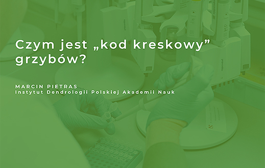 knb2 pietras