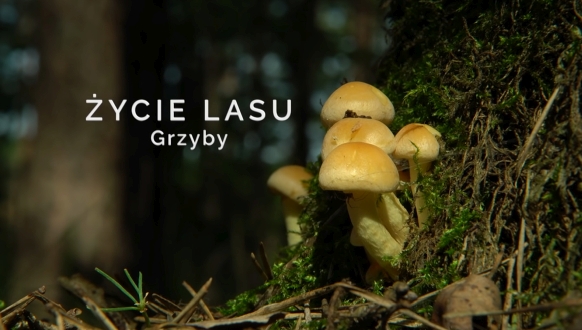 życie lasu grzyby